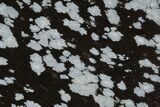 Polished Snowflake Obsidian Slab - Utah #114202-1